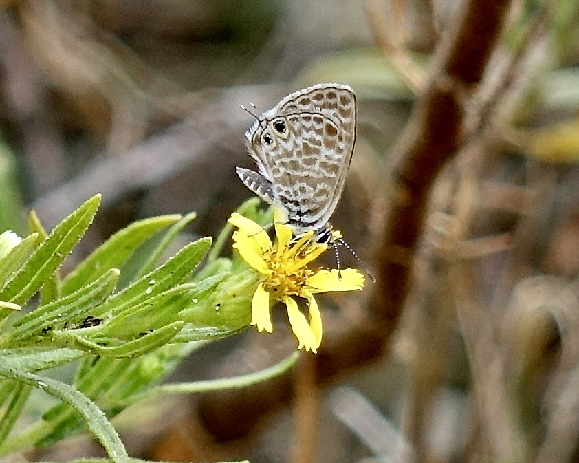 Lang's short-tailed blue